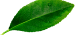 leave__0001_Layer-3.png
