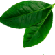 leave__0002_Layer-4.png